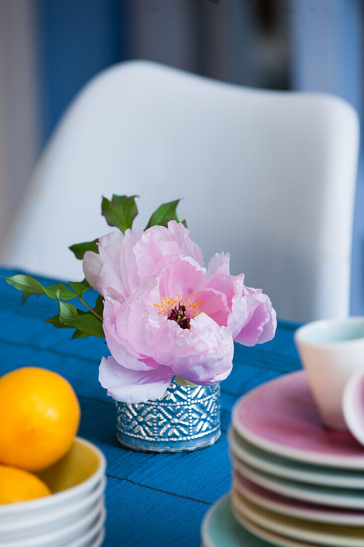 Rosa Pfingstrose (Paeonia), Geschirr, Zitronen und blaue Tischdecke