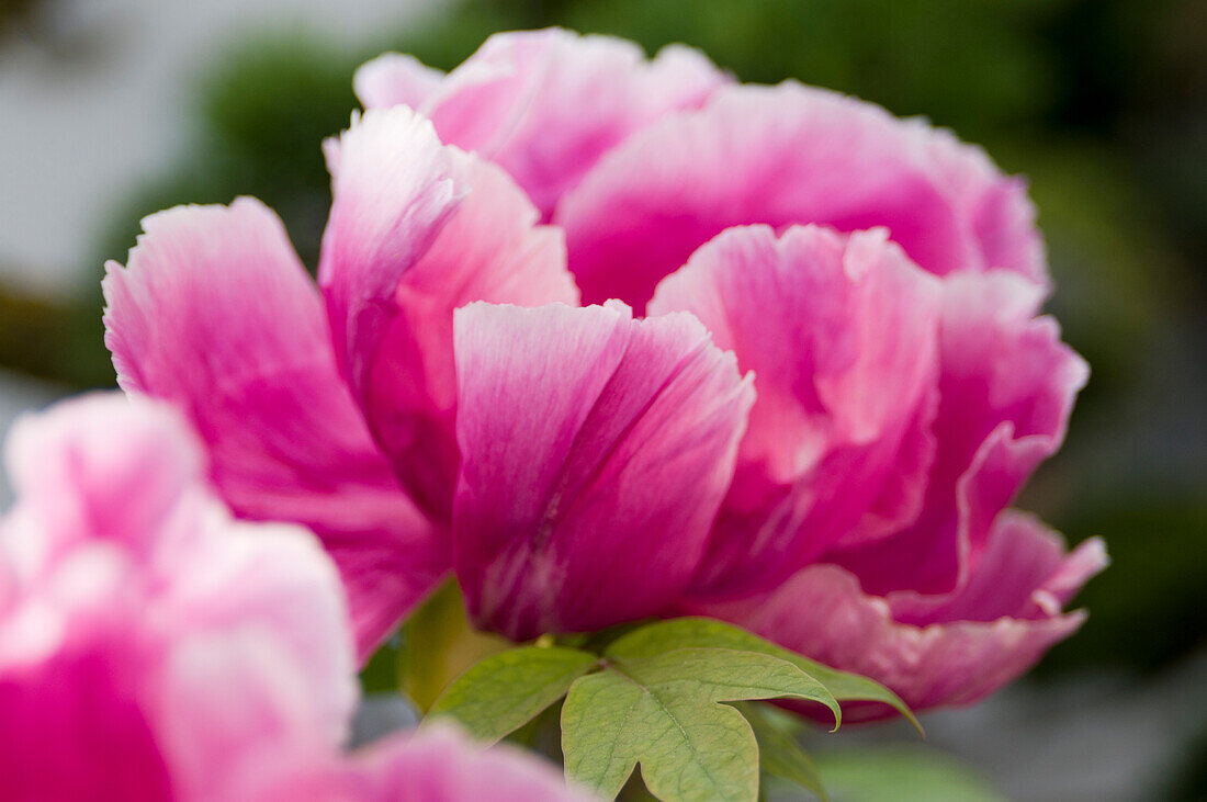 Peonies (Paeonia) in bright pink with a blurred background