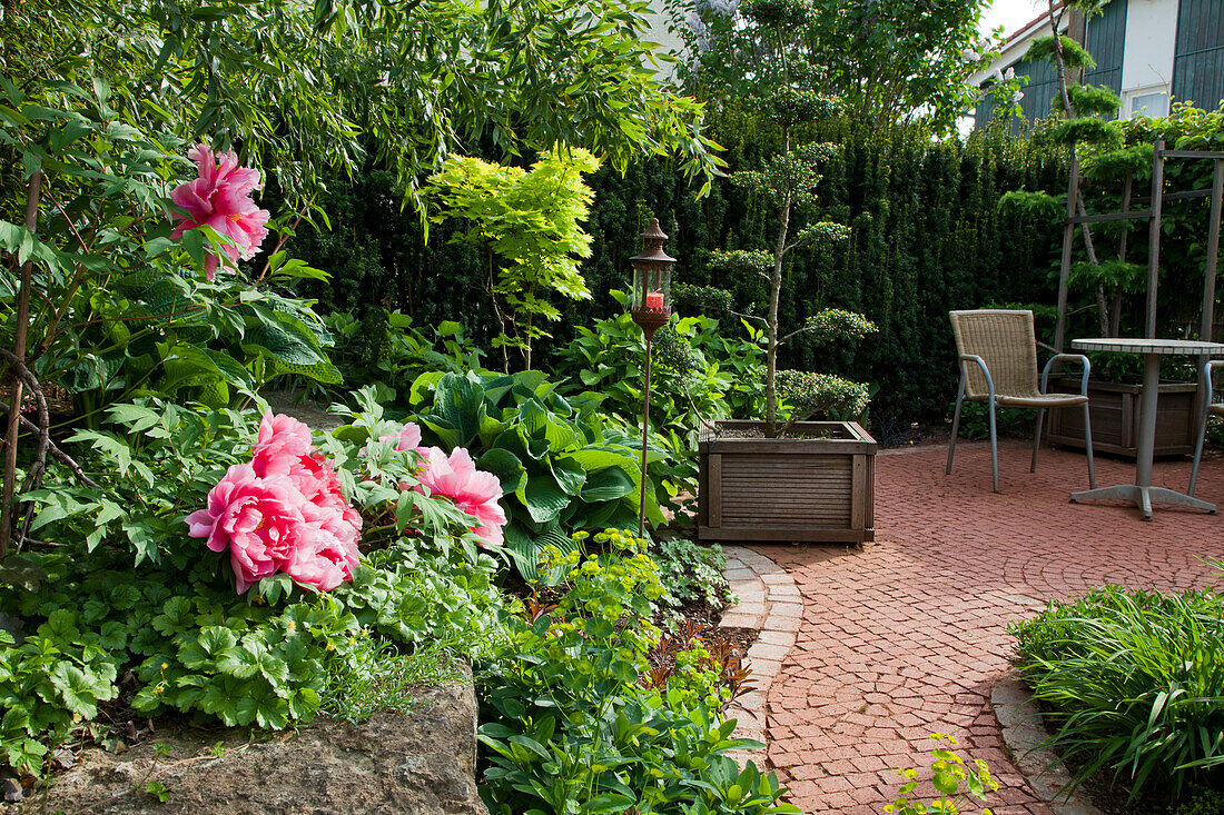 Pfingstrosen (Paeonia) im Vorgarten mit Weg und Sitzbereich