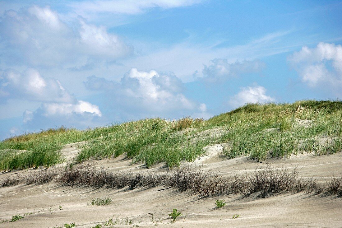 Sand dunes on the North Sea coast