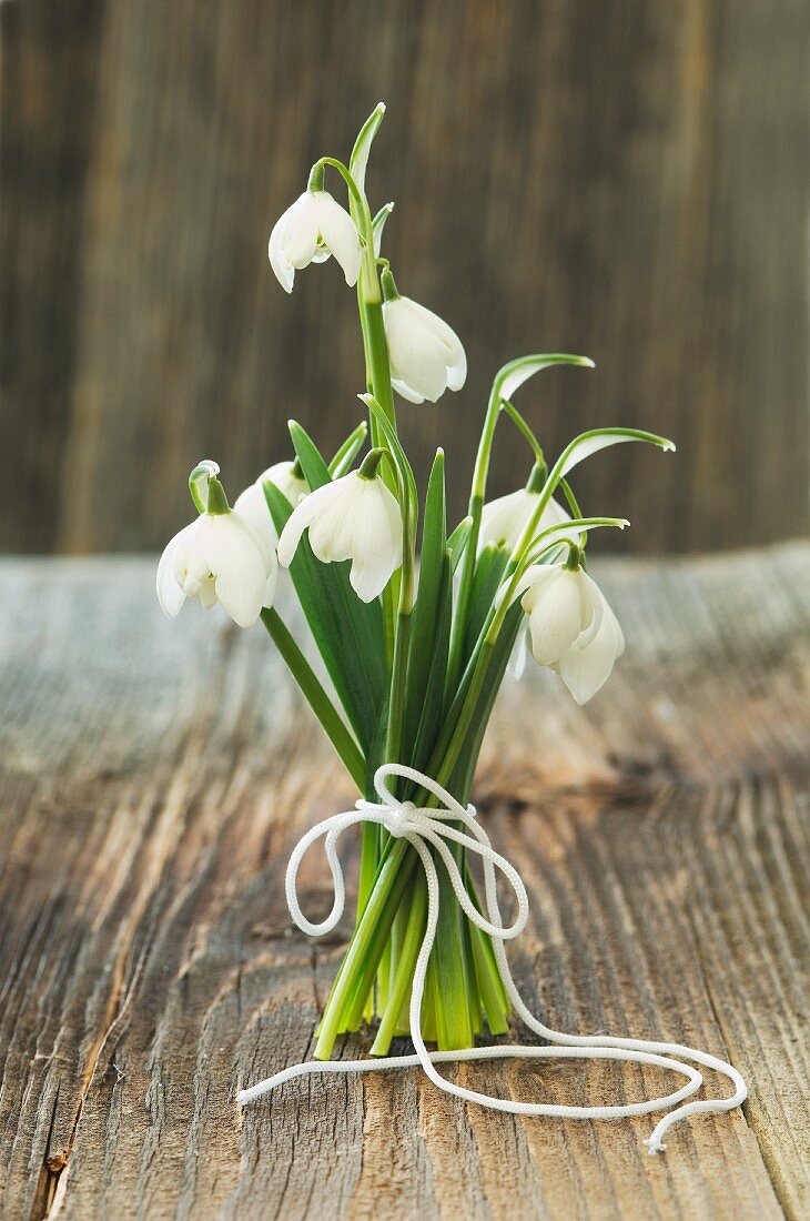 Bouquet of snowdrops