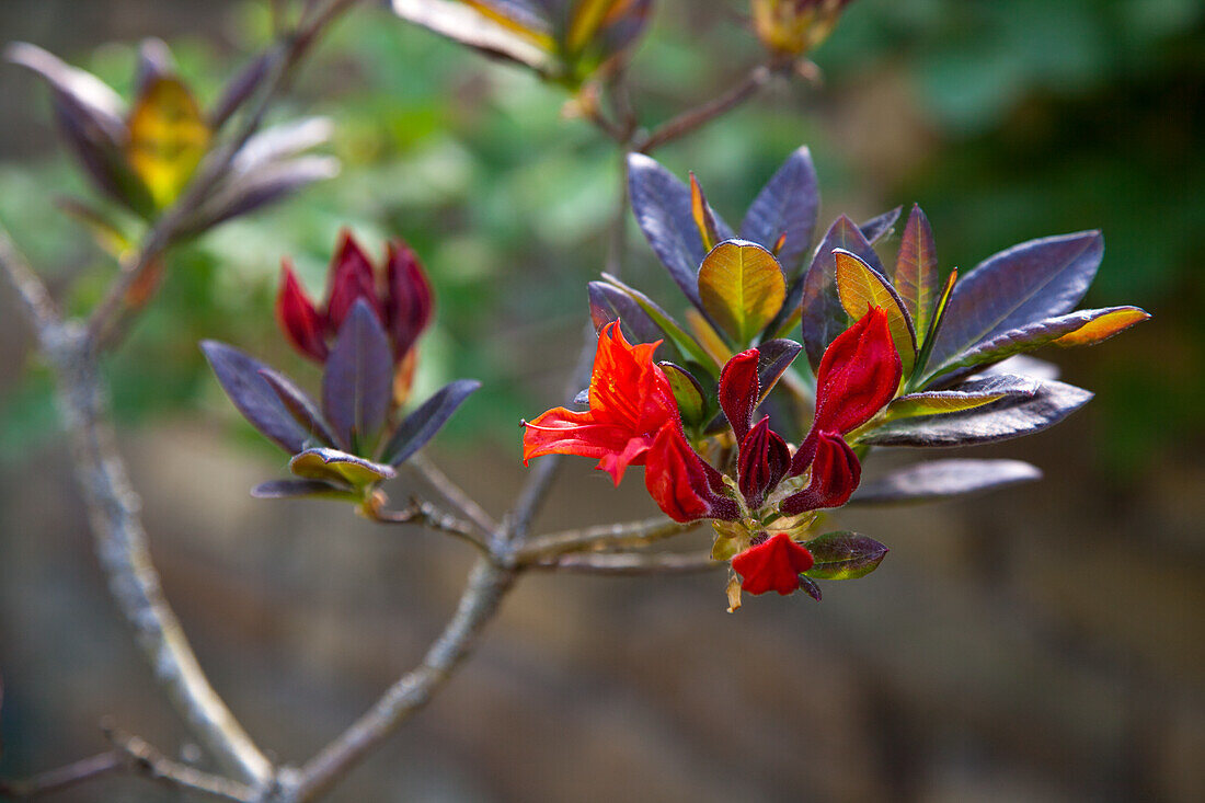 Rhododendron (Rhododendron) 'Gibraltar' mit aufblühenden roten Blüten