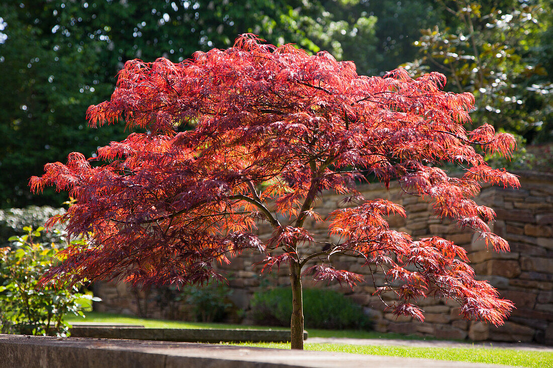 Japanischer Ahorn (Acer palmatum) in einem Garten bei Sonnenschein