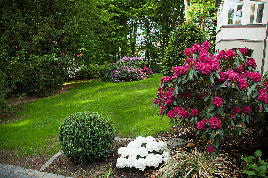 Flowering rhododendrons and arrangement of garden shrubs in front of a house