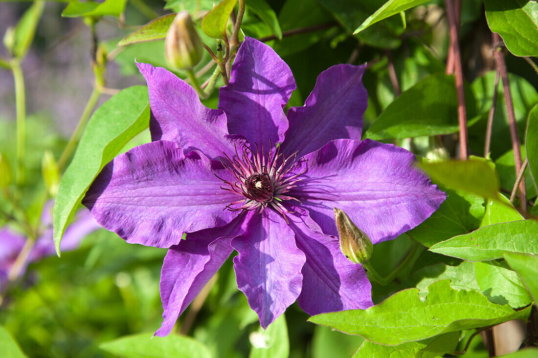 Großblumige Clematis (Clematis) in Lila im Sonnenlicht