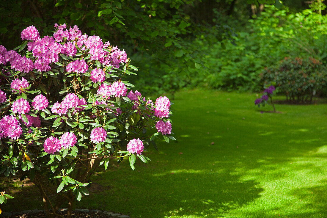 Rhododendron im Garten