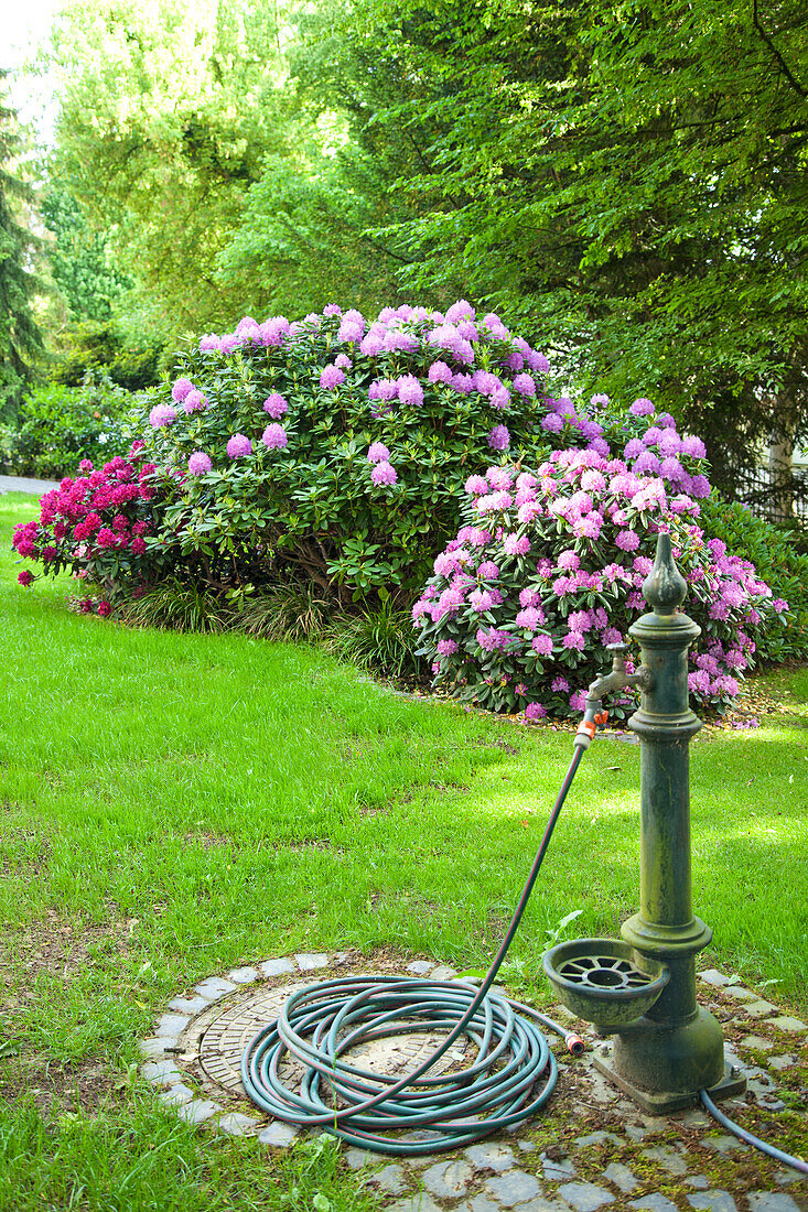 Alte Wasserzapfstelle mit Gartenschlauch, blühende Gartenpflanzen