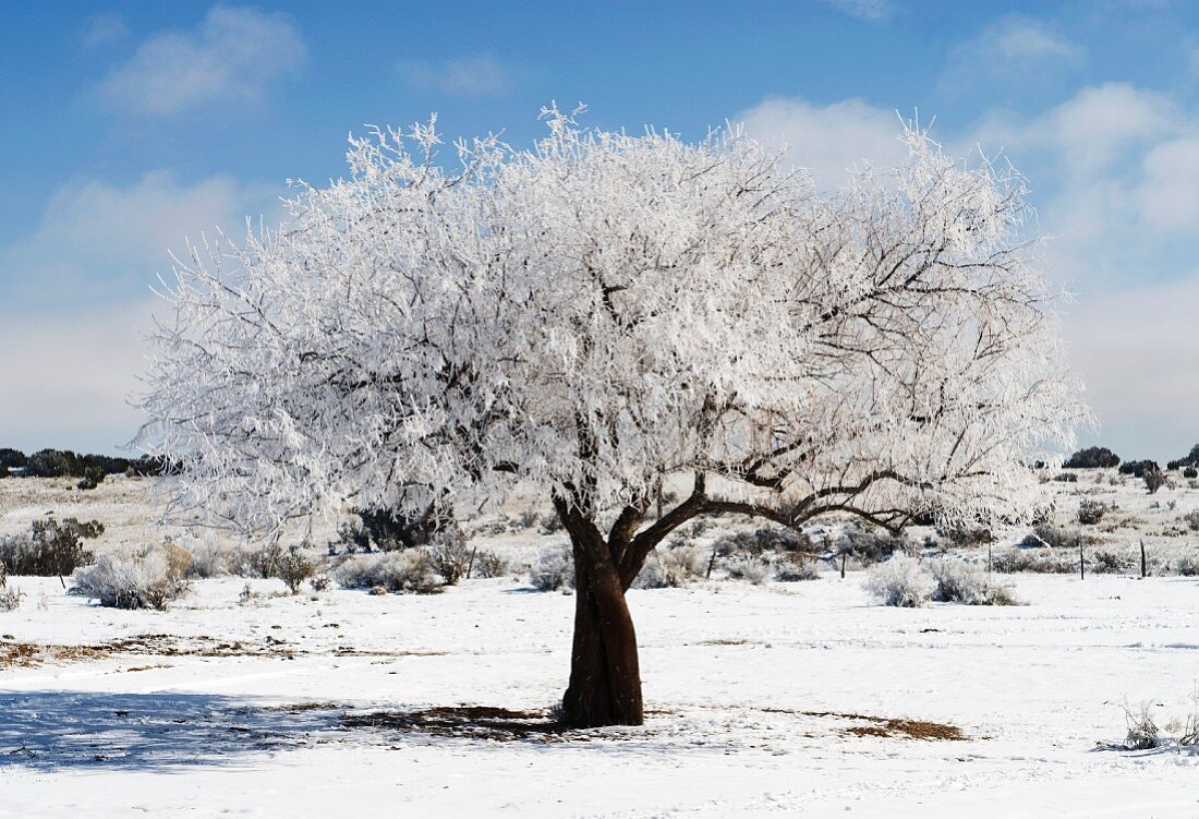 Schneebedeckter Olivenbaum