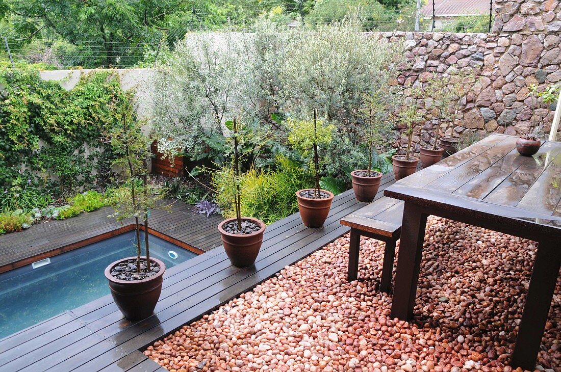 Olivenbäumchen in Terrakottatöpfen auf Terrasse mit Blick auf den Swimmingpool