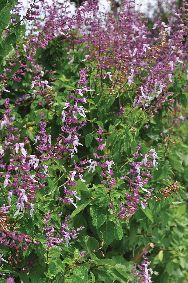 Close-up of plectranthus