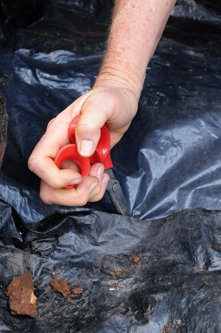 Planting bulbs under a tree (cutting holes in plastic sheet)