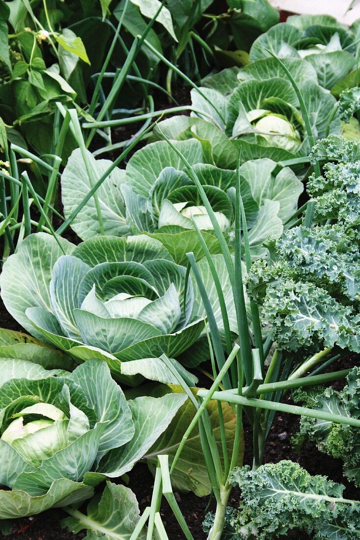 Cabbages in a vegetable patch