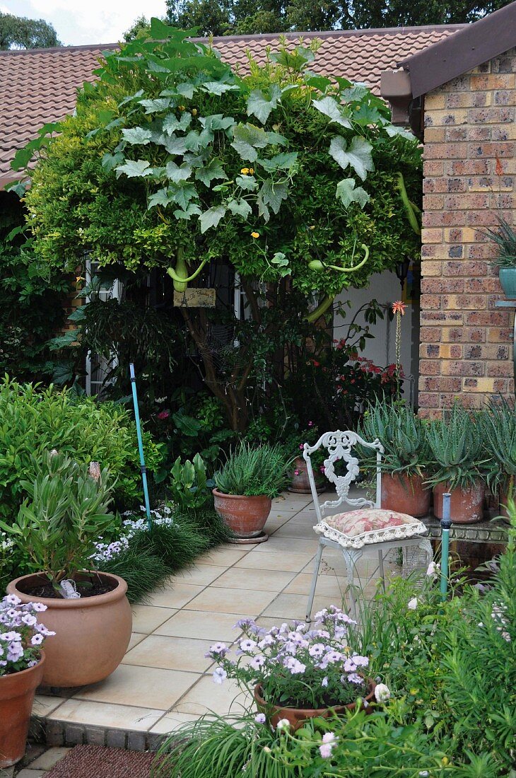 Grüner Garten eines Ziegelsteinhauses mit einer auf einem Baum wachsenden Zucchinipflanze