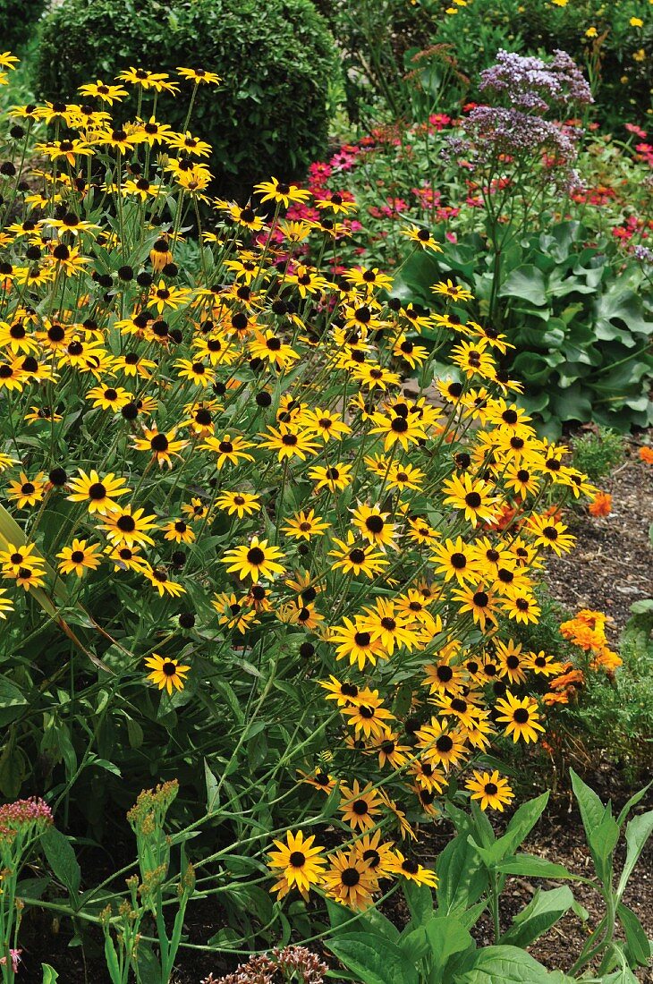 Gelbe Margeriten im Garten