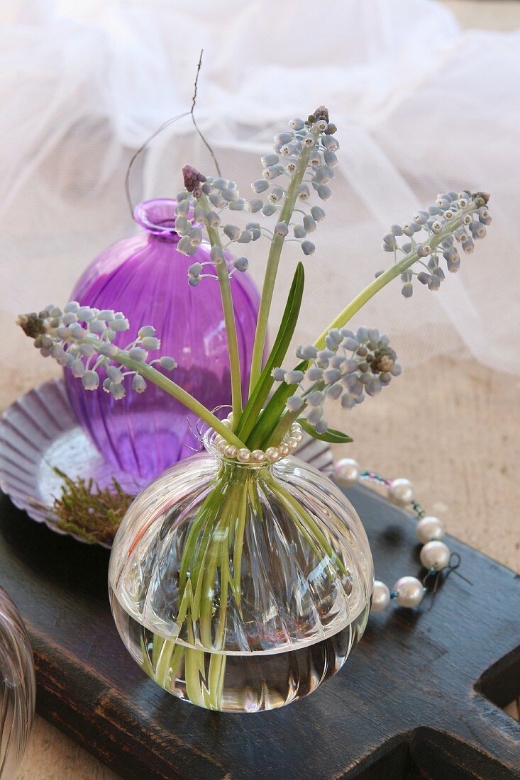 Violet vase and clear vase with pearl ring and grape hyacinths
