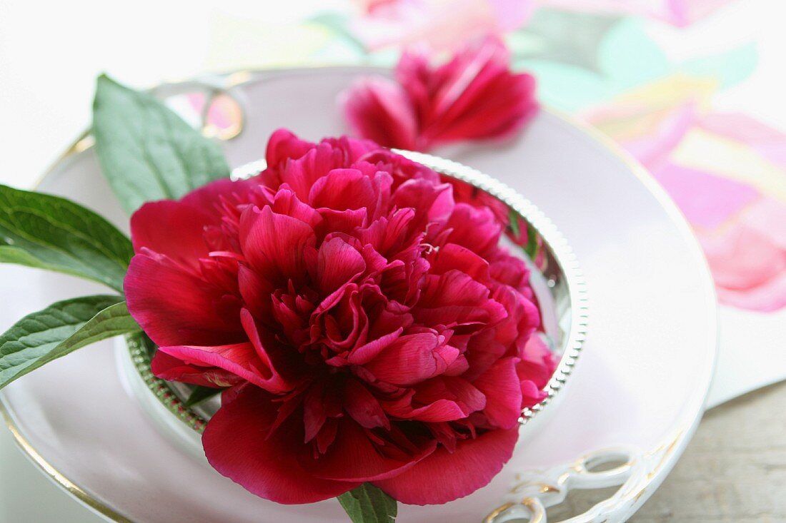 Peony in silver bowl