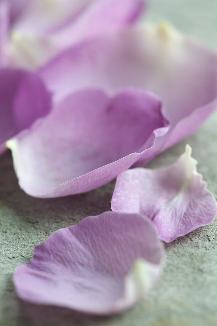 Violet rose petals