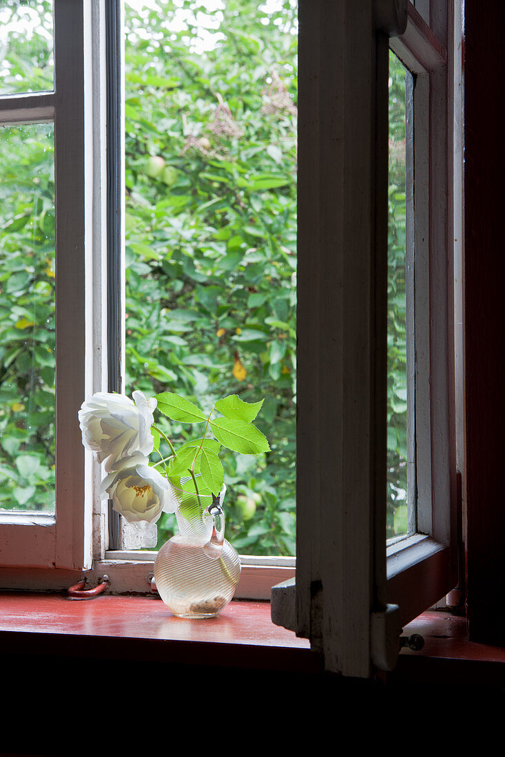 weiße Rosen in Glaskrug vor offenem Fenster mit Gartenblick
