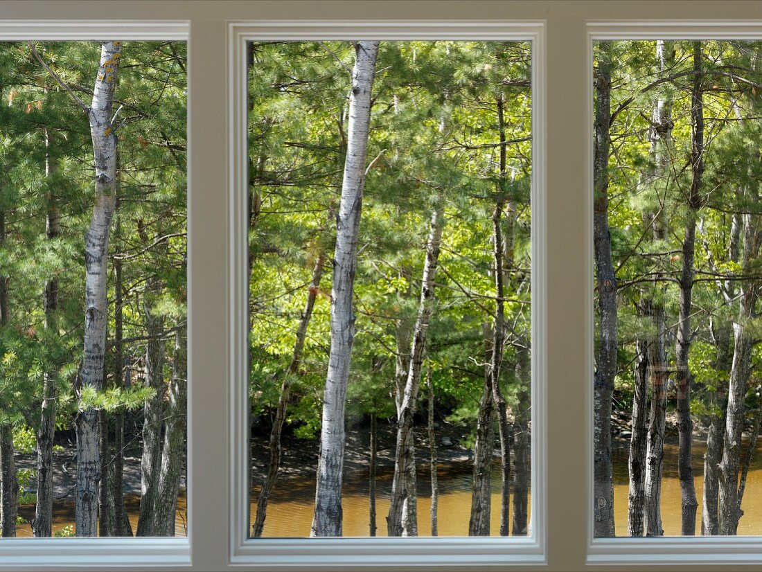 Windows with view of woods