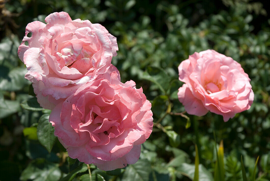 Pink blooming roses (Rosa) 'Queen Elisabeth' in the summer garden