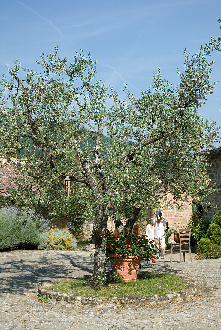 Alter Olivenbaum und Terrakotta-Blumentopf vor einem Landhaus