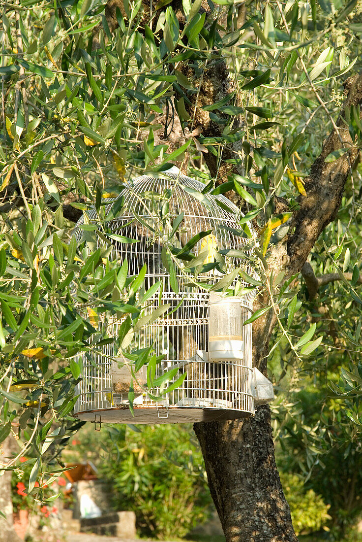 Vogelkäfig hängend an einem Olivenbaum im Garten