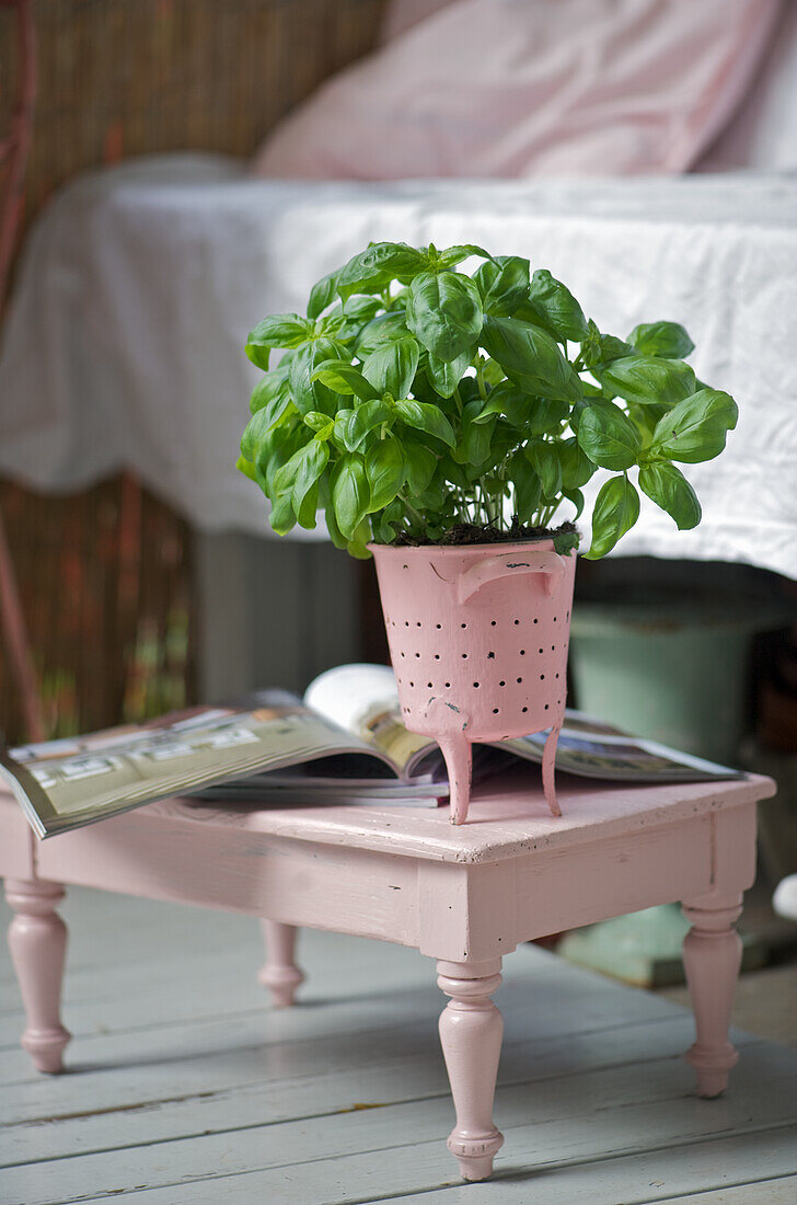 Basil plant (Ocimum basilicum) in a pink pot on a small side table