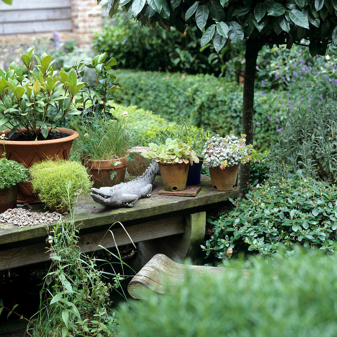 Vielfältige Pflanzenarrangements auf einer Gartenbank umgeben von Grünbewuchs