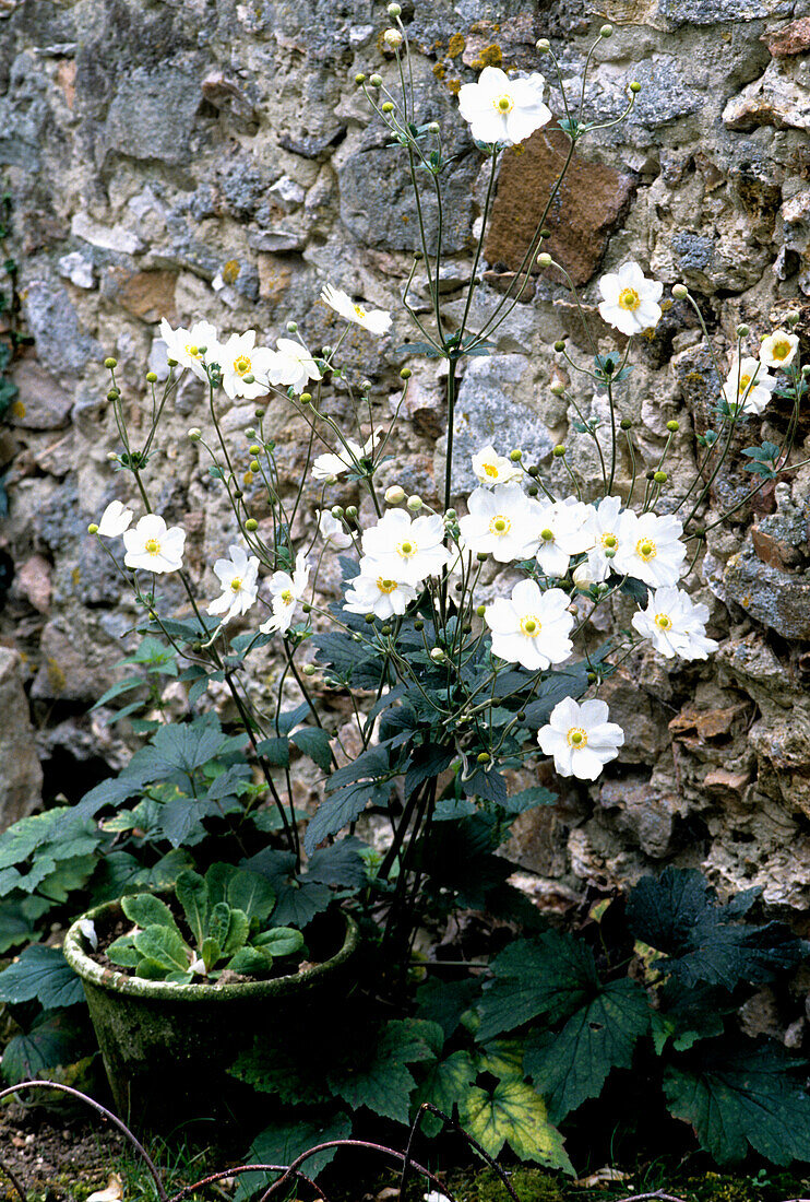 Autumn anemone (Anemone hupehensis) in front of a stone wall in the garden