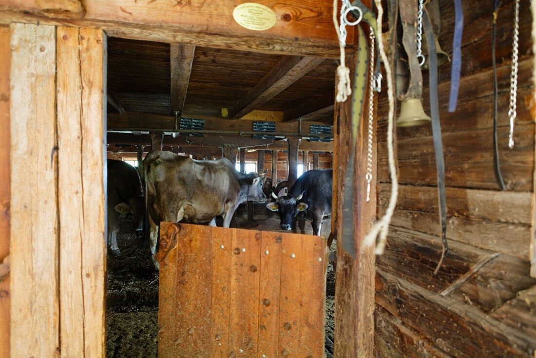 Kühe in rustikalem Stall