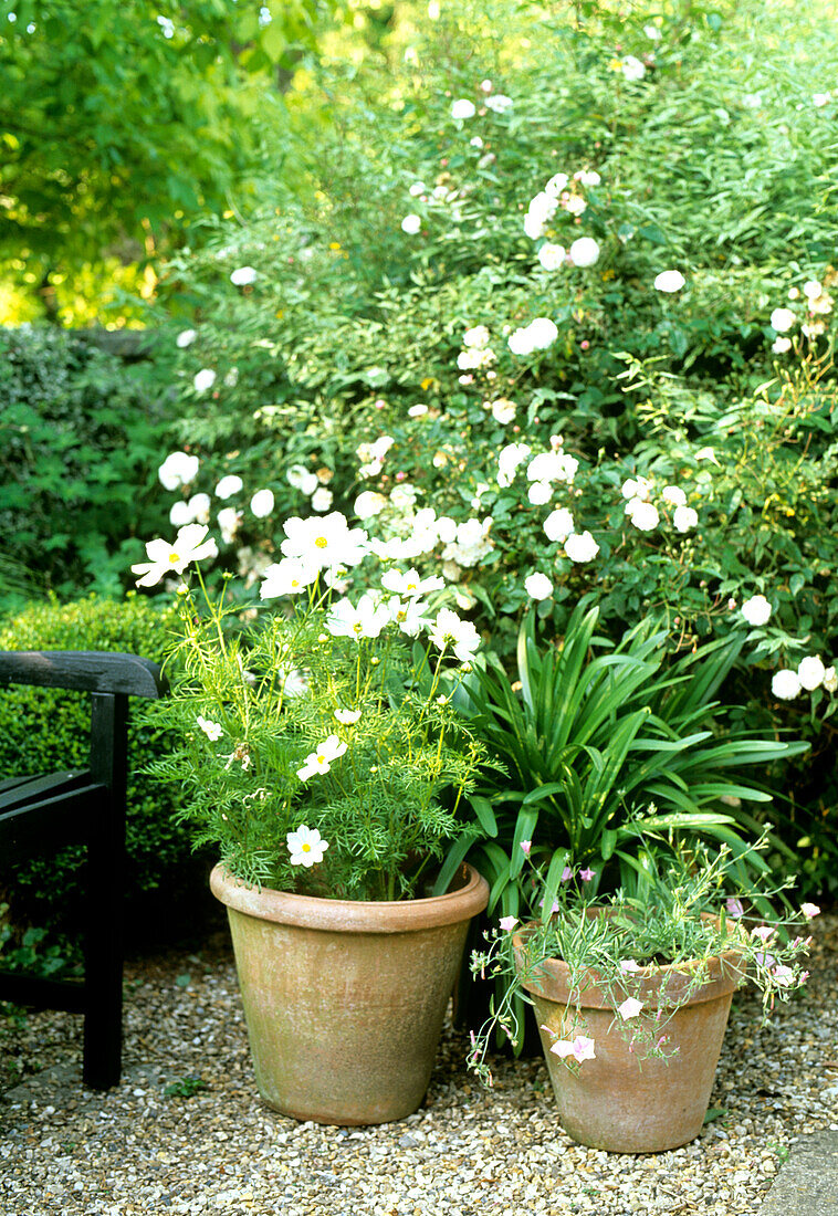 Terrakottatöpfe mit weißen Kosmeen (Cosmos) und Gartenstuhl