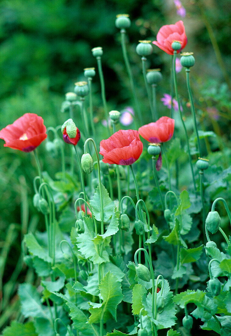 Mohnblumen (Papaver) im Gartenbeet mit Knospen und geöffneten Blüten