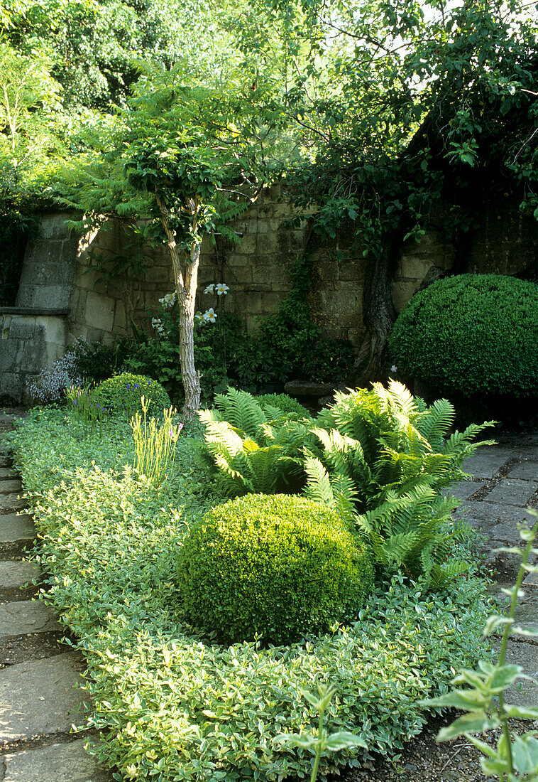 Bepflanzter Innenhof mit Farnen, Buchskugeln und einem Jungbaum