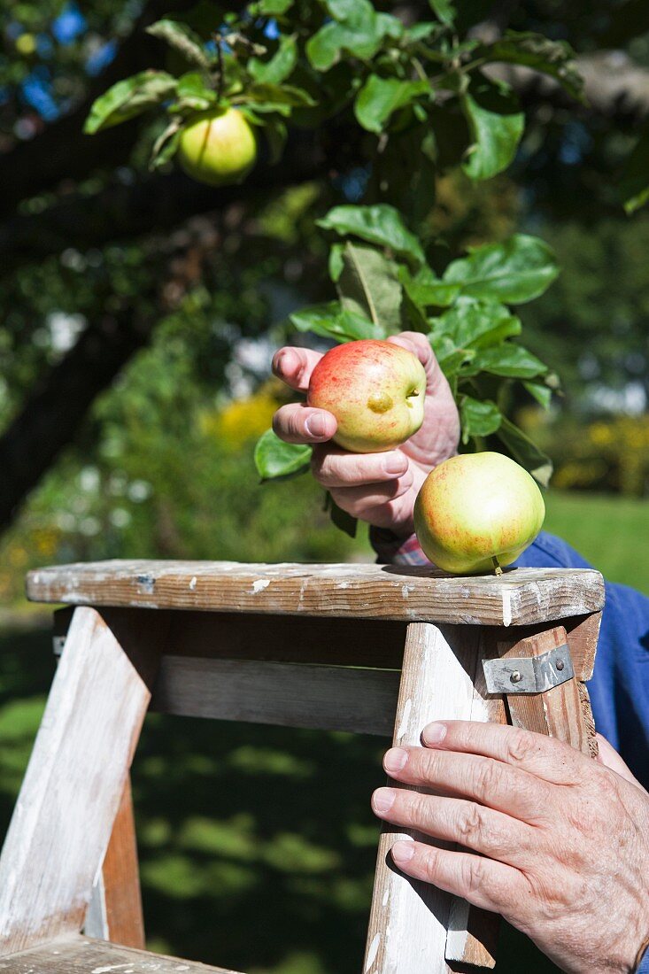 A hand holding apples on a ladder