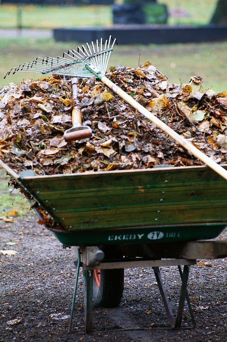 Wheelbarrow containing autumn leaves and rake