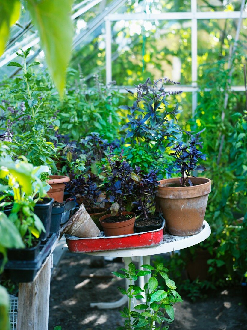 Plants on table in greenhouse