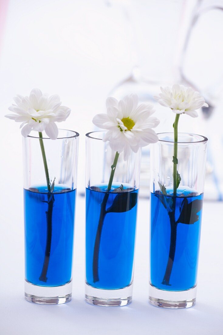 Margeriten in Wassergläsern mit blauem Wasser