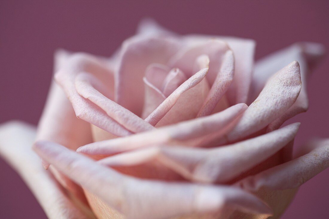 Pink, scented rose (close-up)