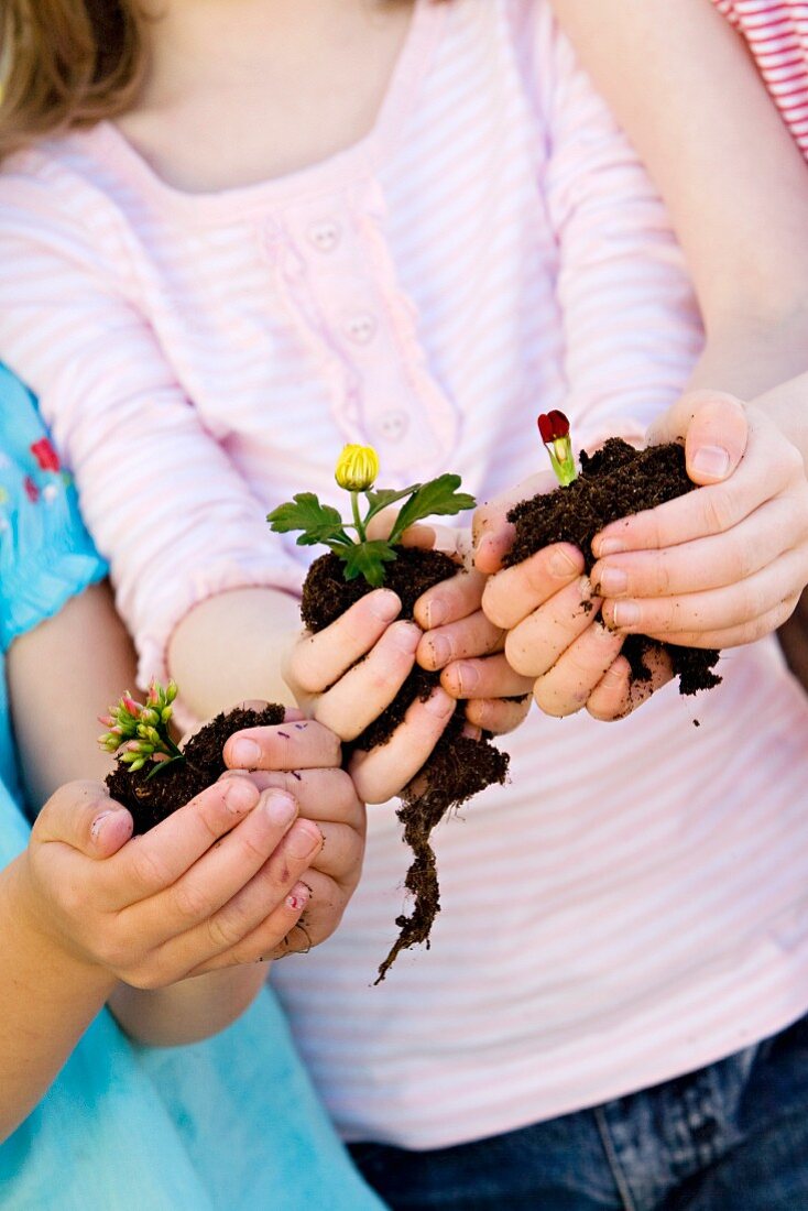 Three girls' hands holding plants with root balls