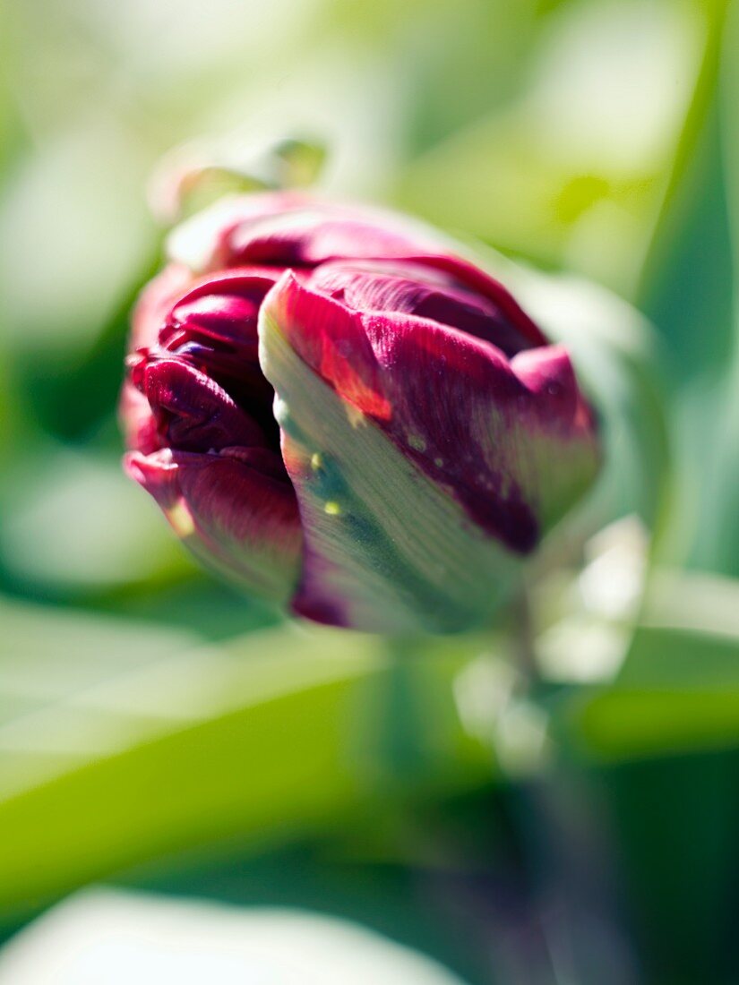 Closed, purple tulip