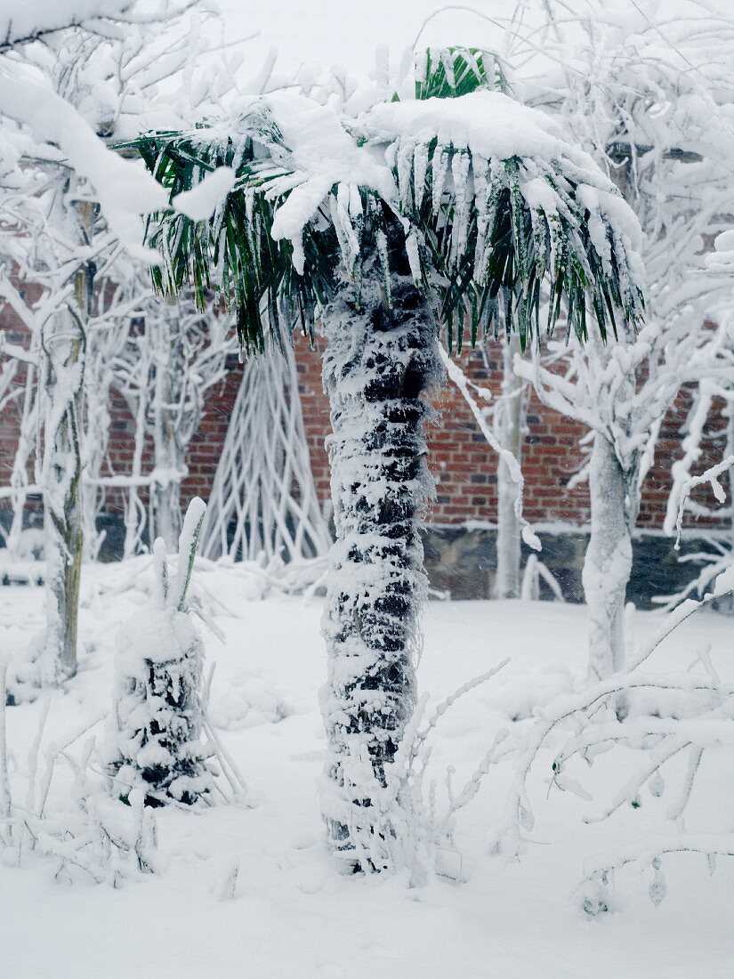 Snowbound artificial palm tree in garden