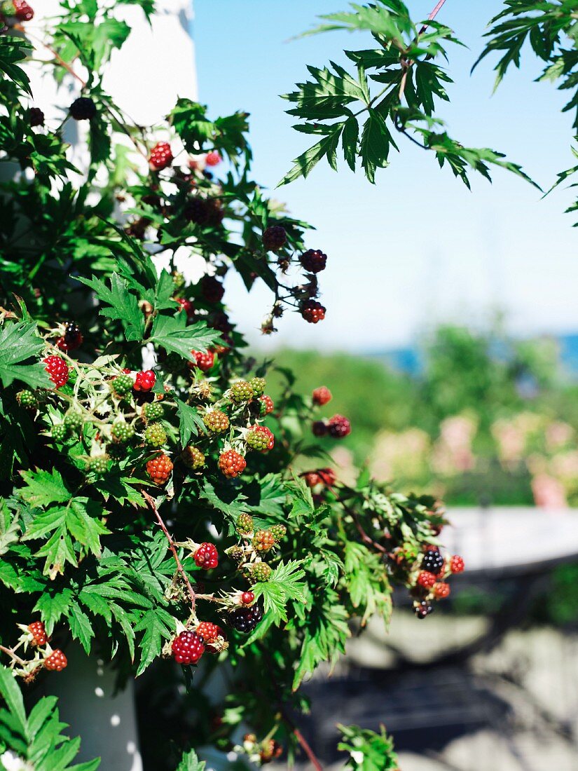 Brombeerbusch mit Früchten