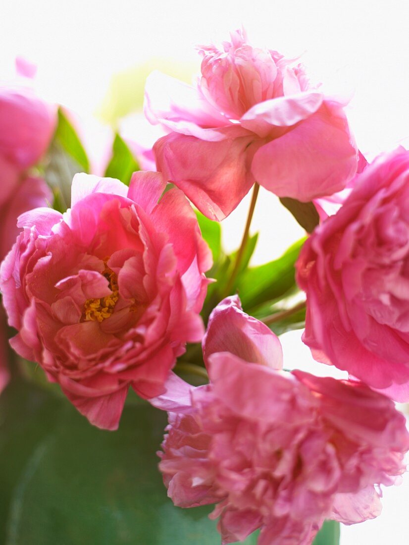 Pink Peonies in a Vase; Close Up