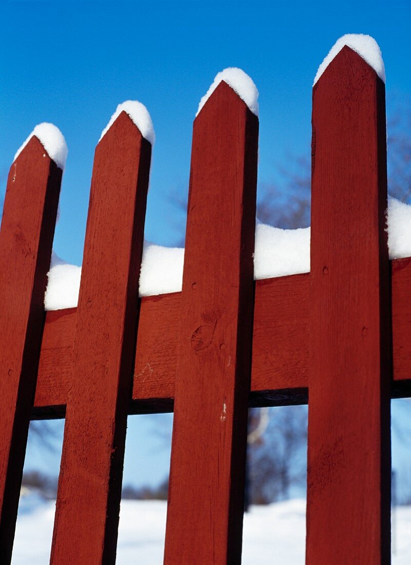 Picket fence capped with snow