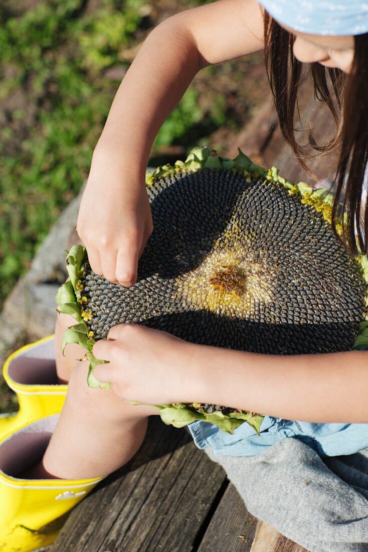 Mädchen auf Gartenbank isst Sonnenblumenkerne