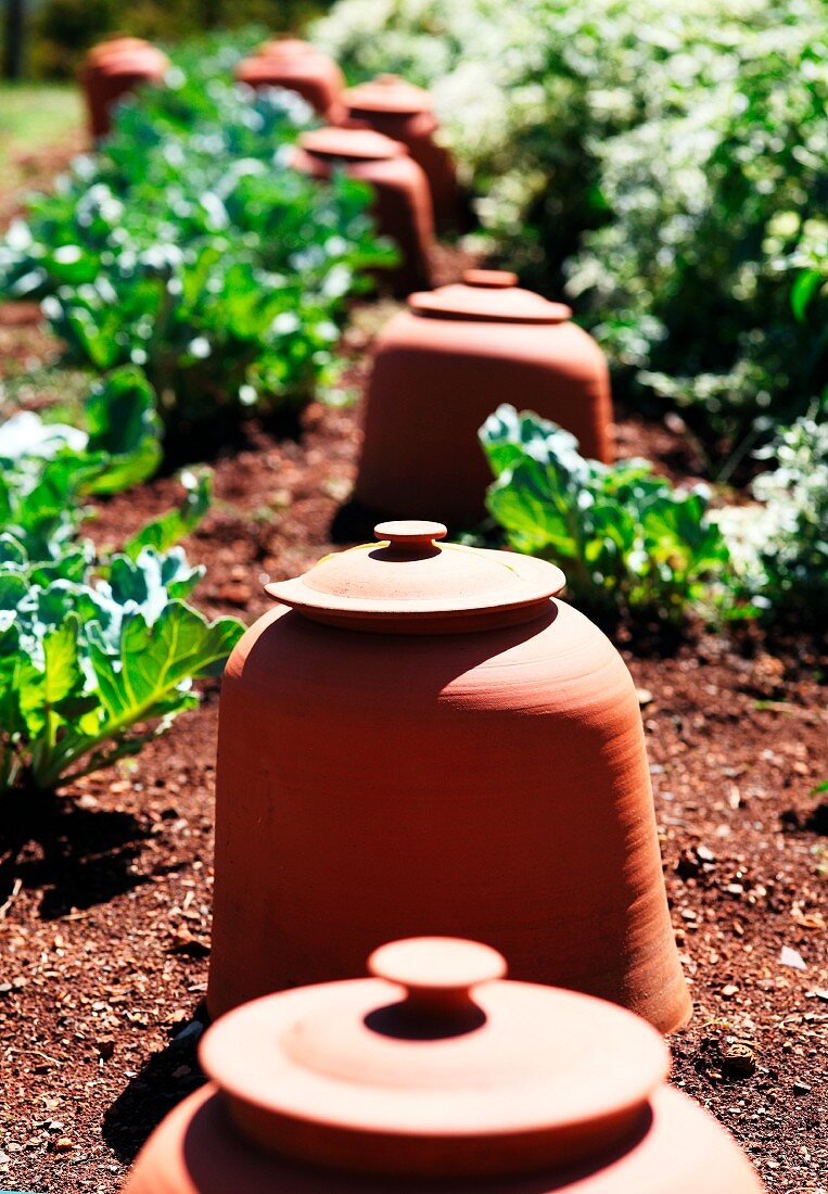 Terracotta rhubarb forcing pots