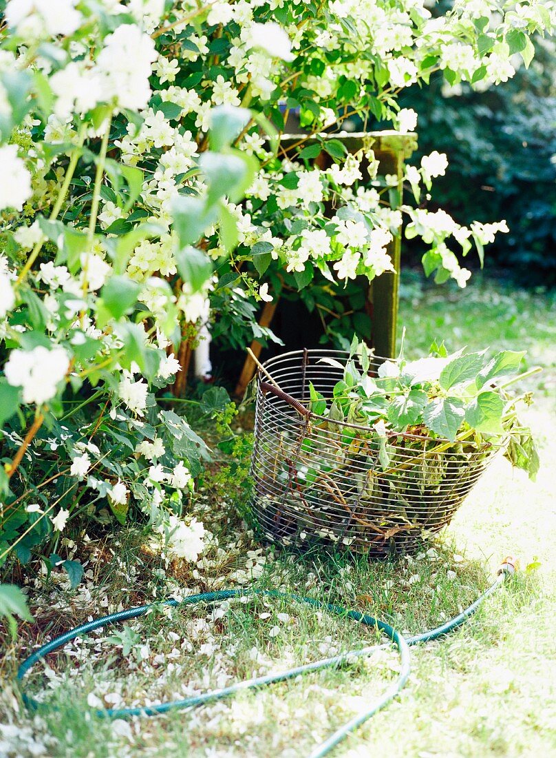 Wire basket of prunings