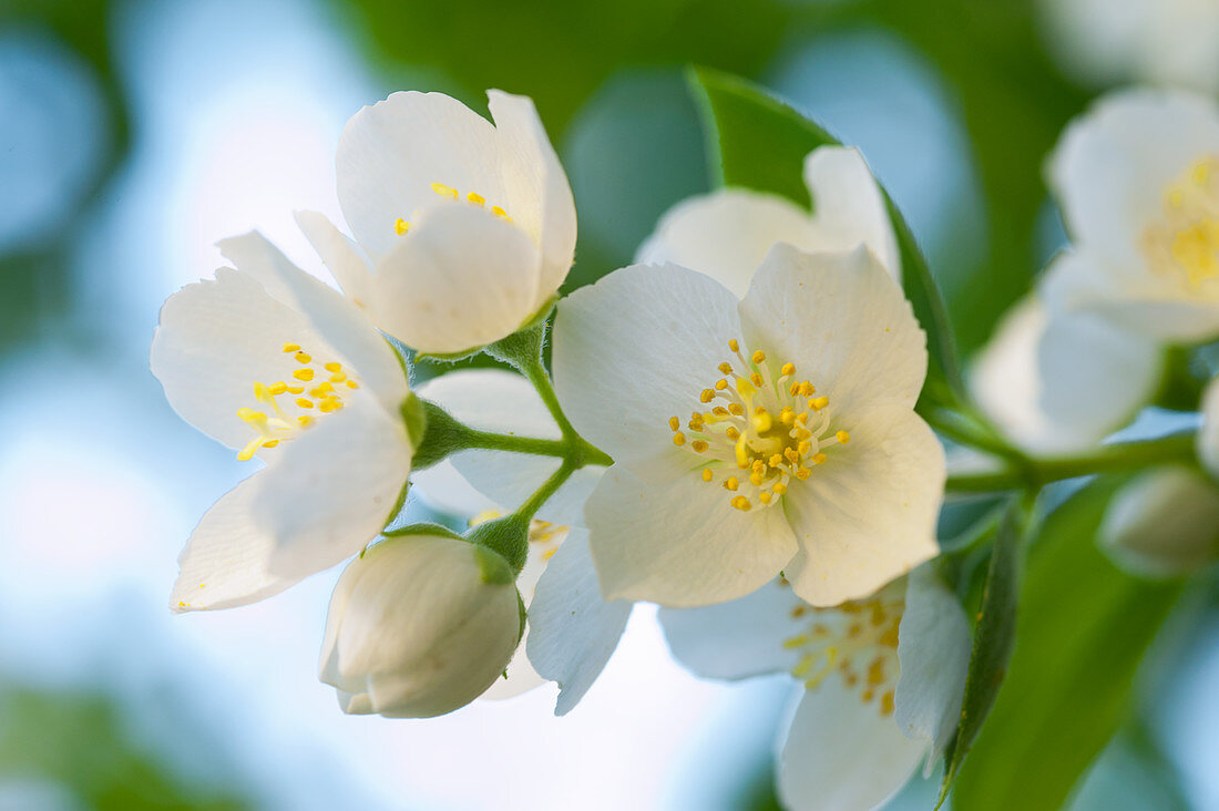 Sprig of flowering white jasmine