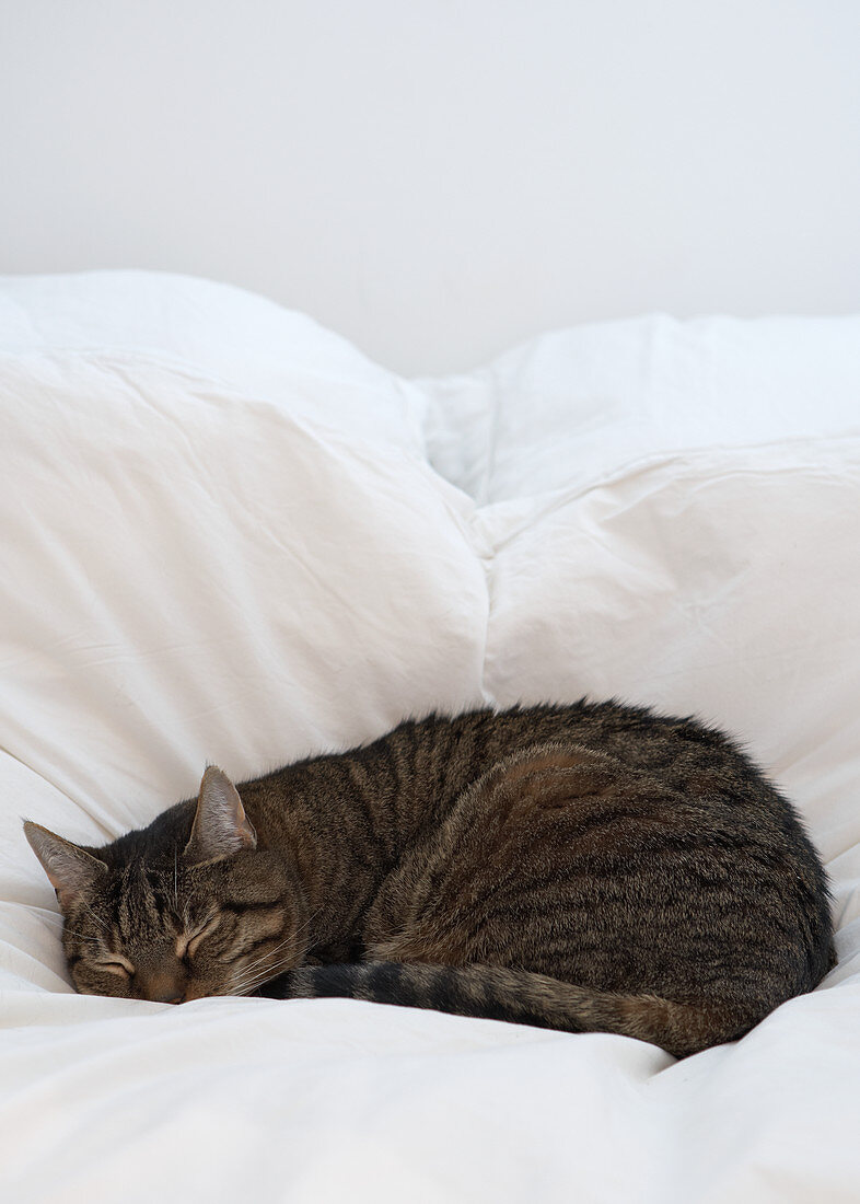 Schlafende Katze im Bett mit weisser Bettwäsche