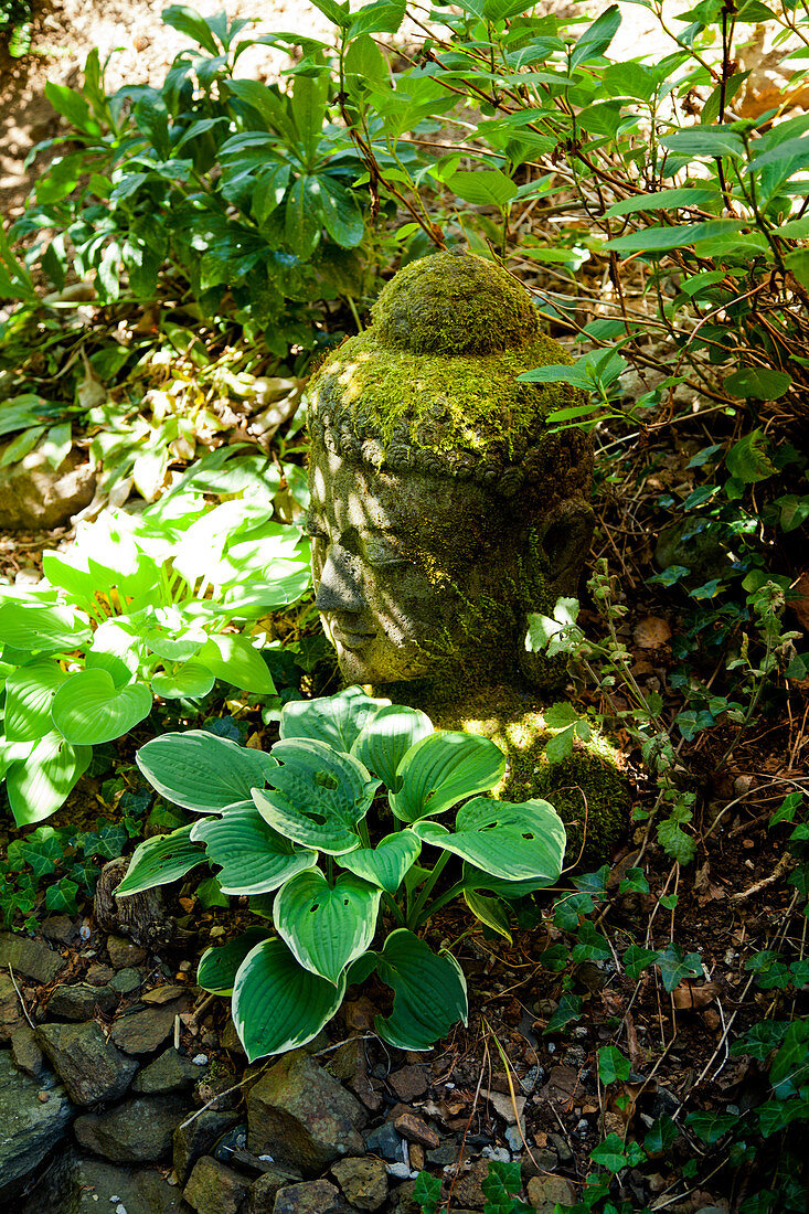 Bemooster Buddhakopf aus Stein zwischen Pflanzen auf dem Gartenboden